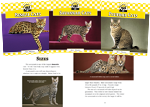 Cats Set 5: Designer Cats