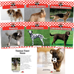 Dogs Series